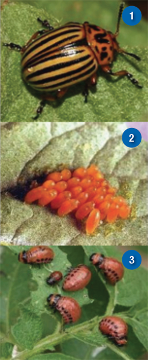 Colorado Potato Beetle stages