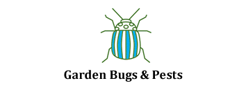 Garden Bugs & Pests